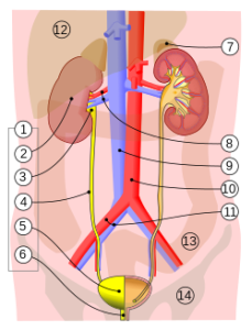 Urinary Systems & Disease (মূত্রতন্ত্র এবং রোগসমূহ)//ঘন ঘন প্রস্রাব এবং জ্বালাপোড়া ! কিডনি ও মূত্রনালীর সংক্রমণ (UTI)