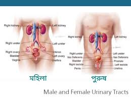 Urinary Systems & Disease (মূত্রতন্ত্র এবং রোগসমূহ)//ঘন ঘন প্রস্রাব এবং জ্বালাপোড়া ! কিডনি ও মূত্রনালীর সংক্রমণ (UTI)