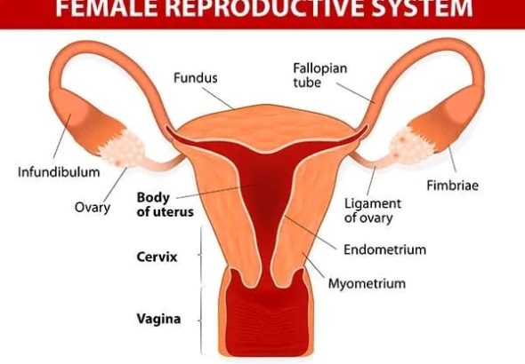 ডিম্বাশয়ে বহু সংখ্যক পানি পূর্ণ থলি বিশেষ (Polycystic Ovarian Syndrome)