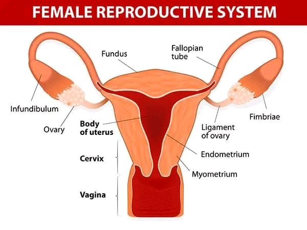 femalereproductivesystem